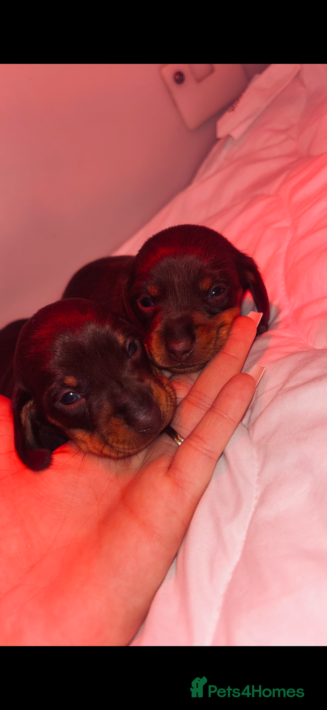 Miniature Dachshund dogs for sale: KC Miniature dachshunds - Advert 3