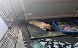 Mini Lop rabbits for sale: Male mini lop - Image 2