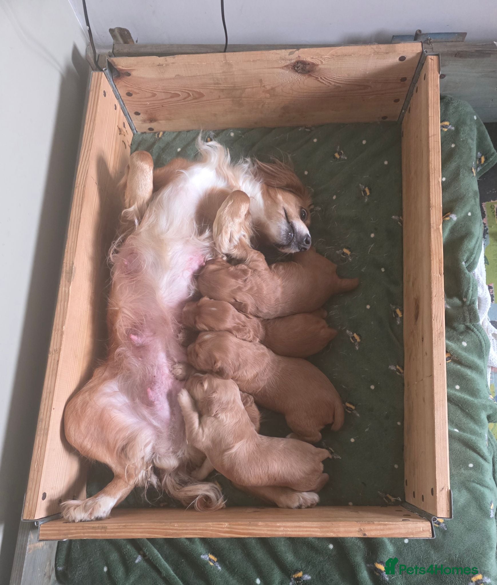 Cocker Spaniel dogs Working cocker spaniel puppies - Advert 10
