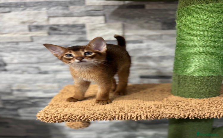 Abyssinian cats - Advert 3