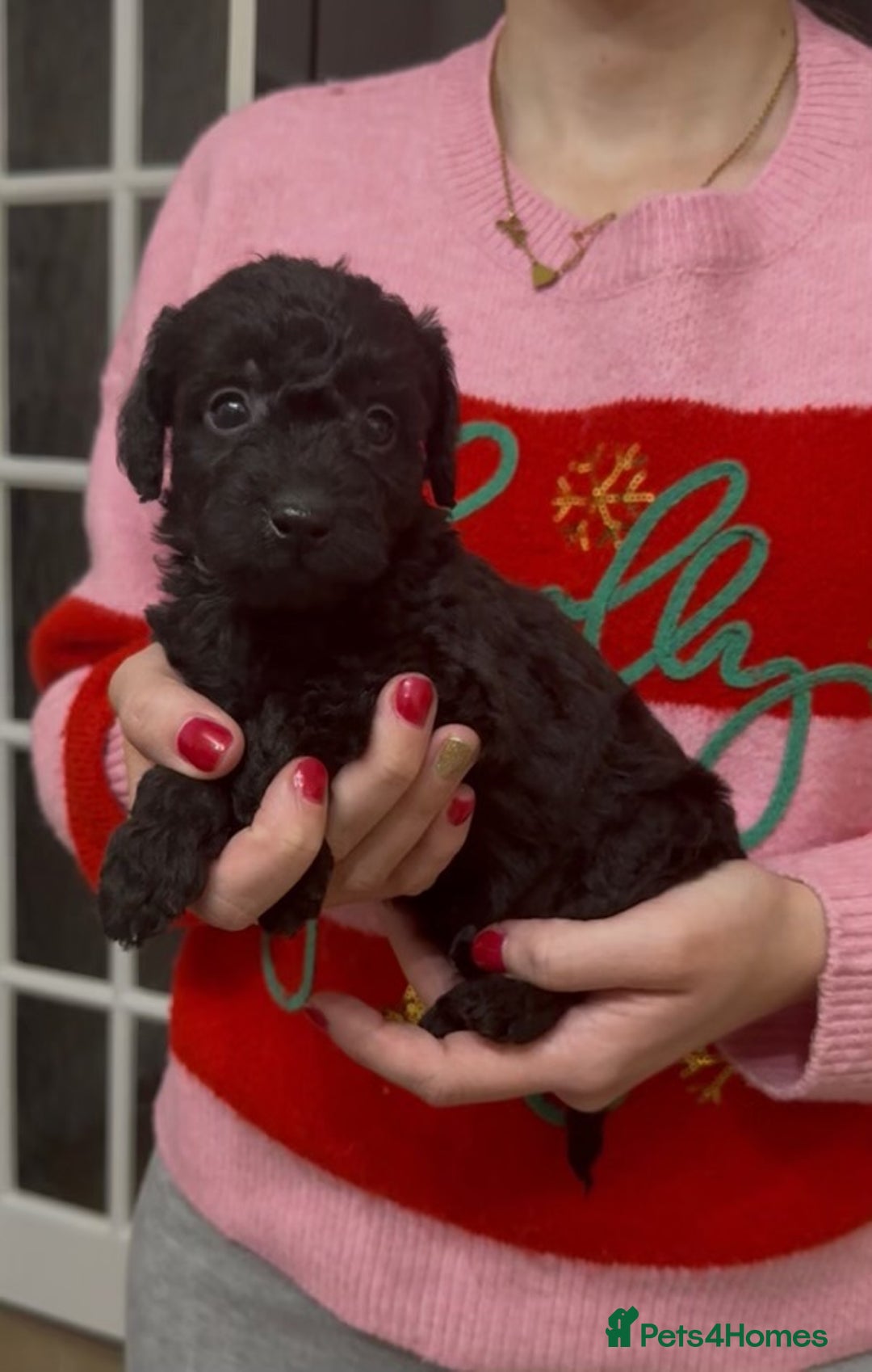 Mixed Breed dogs for sale: Gorgeous Patterpoo puppies, patterdale/poodle - Advert 4