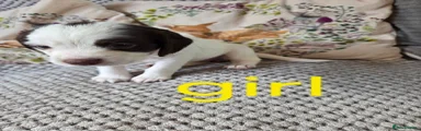 Cocker Spaniel 4