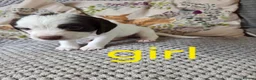Cocker Spaniel dogs for sale: Cocker Spaniel Puppies – Exceptional Temperament  - Advert 3