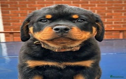 Rottweiler dogs for sale: 🌟 Adorable Rottweiler Puppies for Sale! 🌟 - Image 5