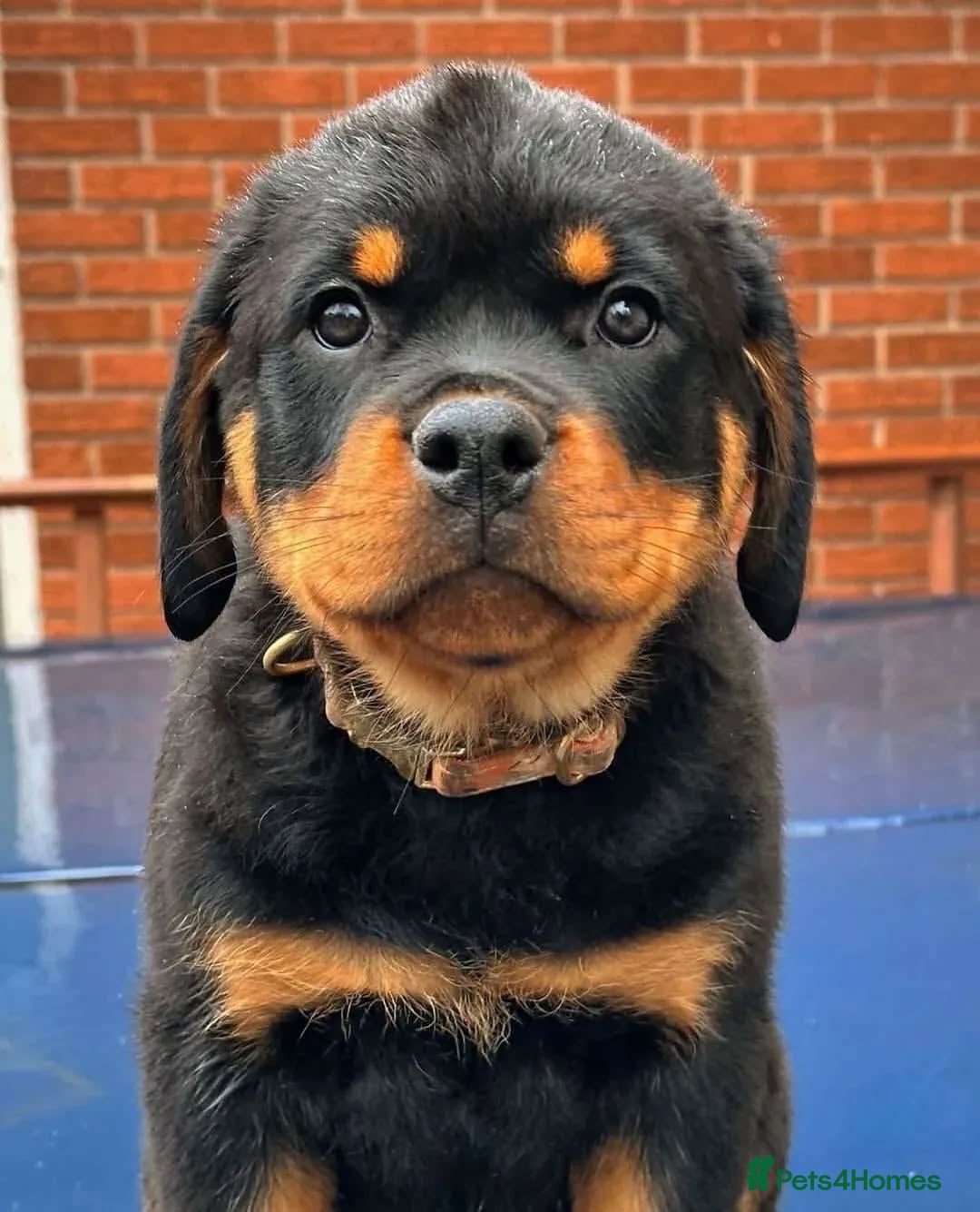 Rottweiler dogs for sale: 🌟 Adorable Rottweiler Puppies for Sale! 🌟 - Image 5