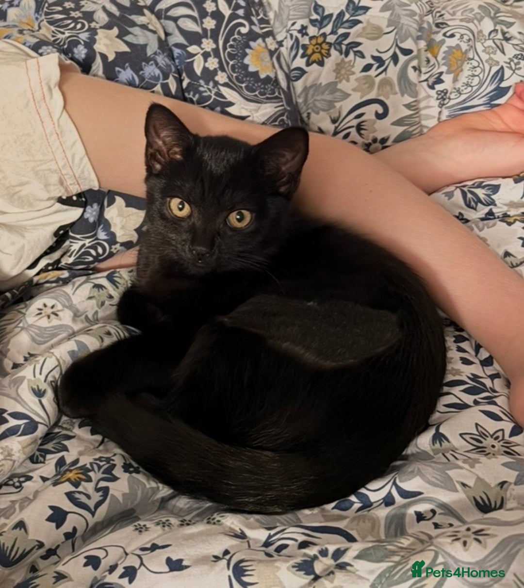 Mixed Breed cats for sale: Beautiful black female kitten - ready now - Advert 2