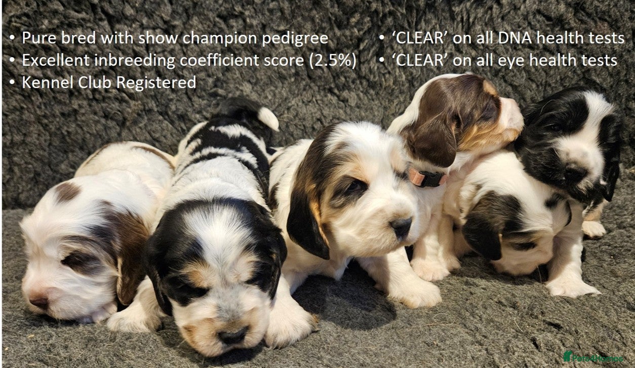 Cocker Spaniel dogs Stunning Show Cockers. Health Tested/KC Registered - Advert 16