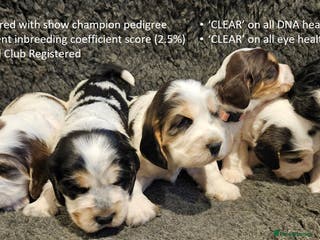 Cocker Spaniel dogs Stunning Show Cockers. Health Tested/KC Registered - Advert 3