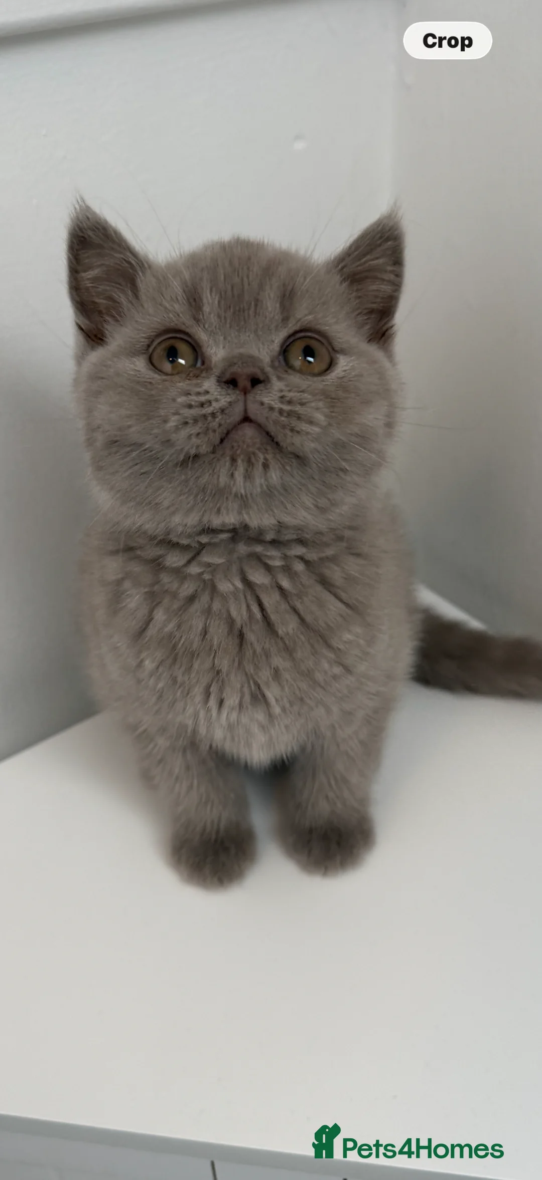 British Shorthair cats for sale: British shorthair  - Advert 1
