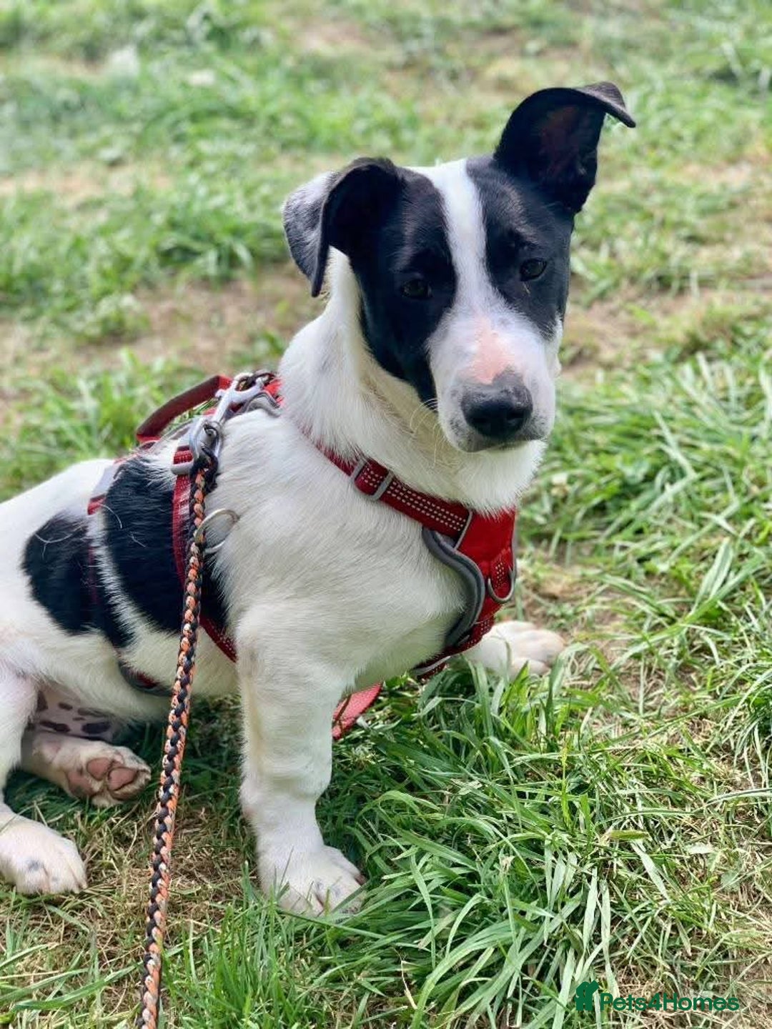 Mixed Breed dogs for adoption: Meet Otto, currently residing in Essex  - Image 6