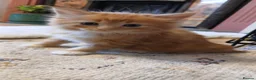 British Longhair cats for sale: Medium haired ginger kittens - Advert 12