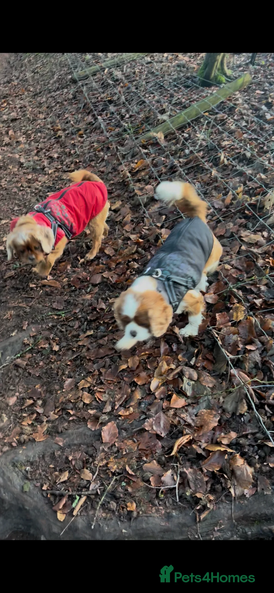 Cavalier King Charles Spaniel dogs for sale: 3 adult cavaliers (speyed)1 boy 2 girls  - Advert 21