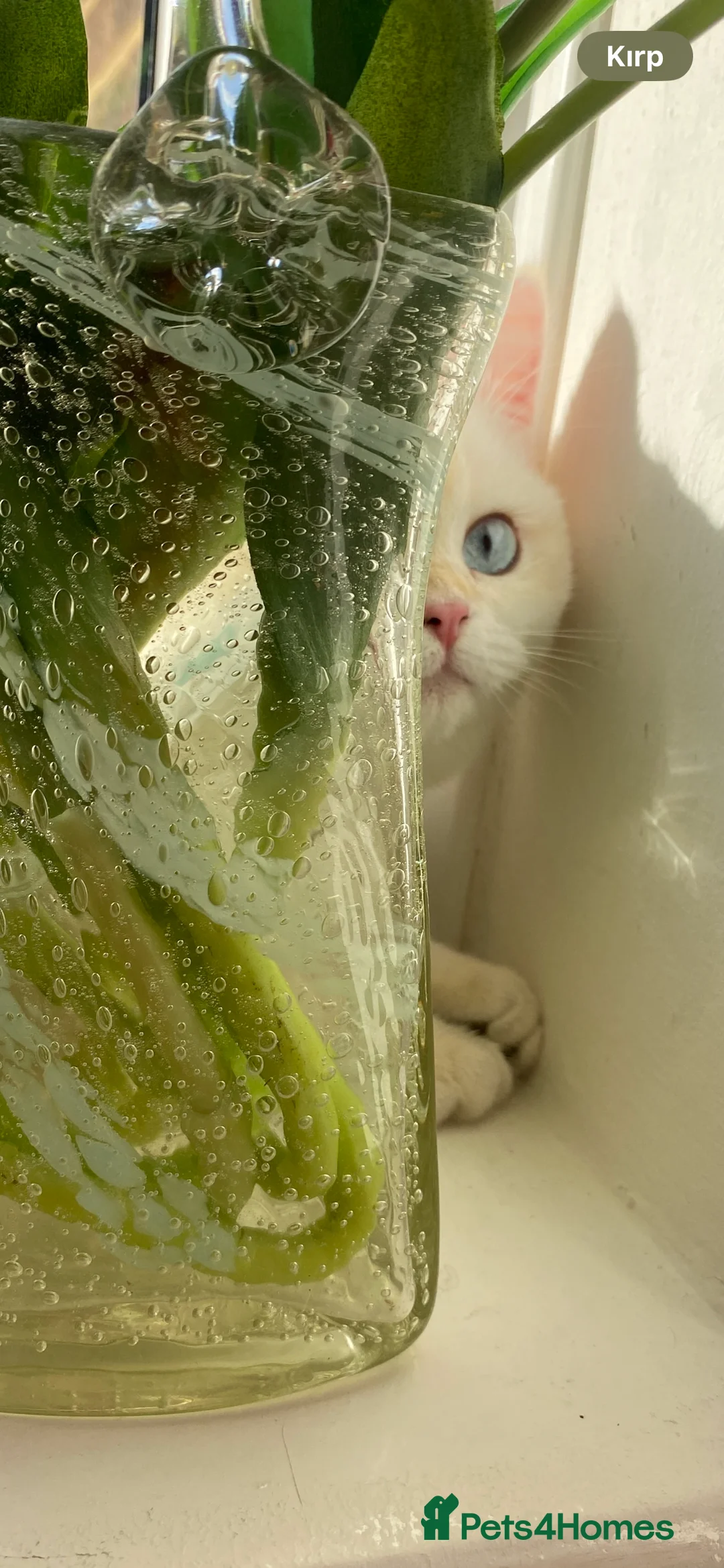 British Shorthair cats for sale: Beautiful British Shorthair Kitten Blue Eyes - Advert 7