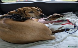 Jack Russell dogs for adoption: Magnificent Milo JRT / Plummer - Image 9