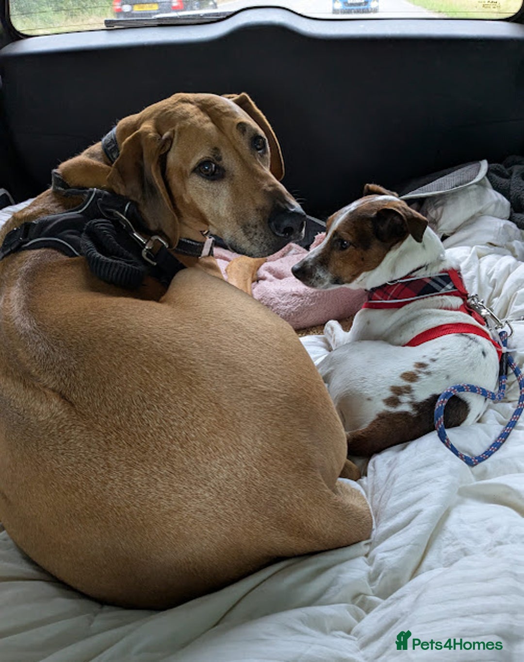 Jack Russell dogs for adoption: Magnificent Milo JRT / Plummer - Image 9