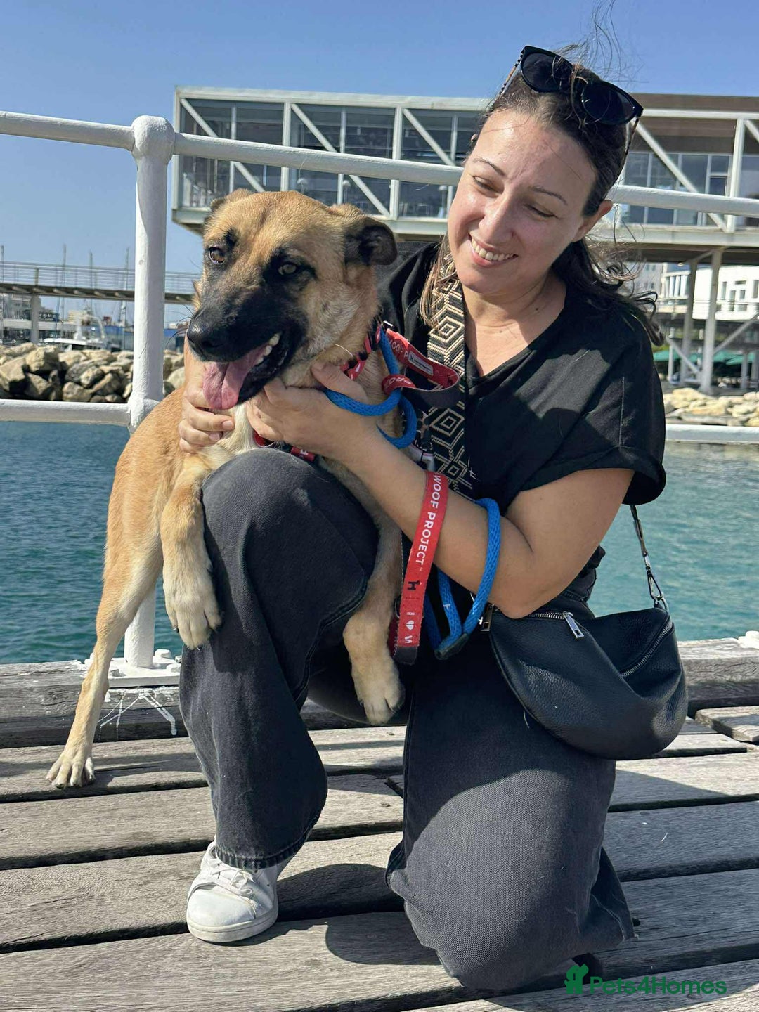 Mixed Breed dogs for adoption: Lydia the swettest fire survivor - Advert 8