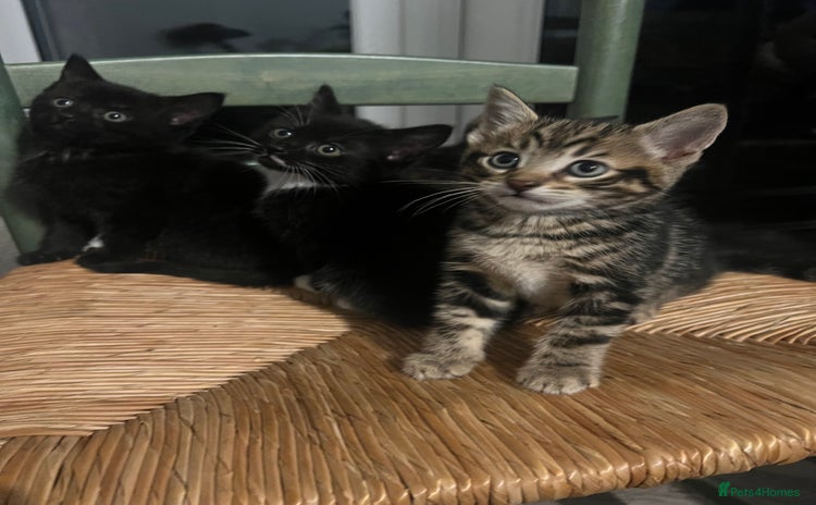 Mixed Breed cats - Advert 8