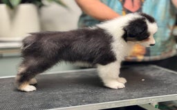 Australian Shepherd dogs for sale: Superbly Bred, Top Quality Pups - Advert 7