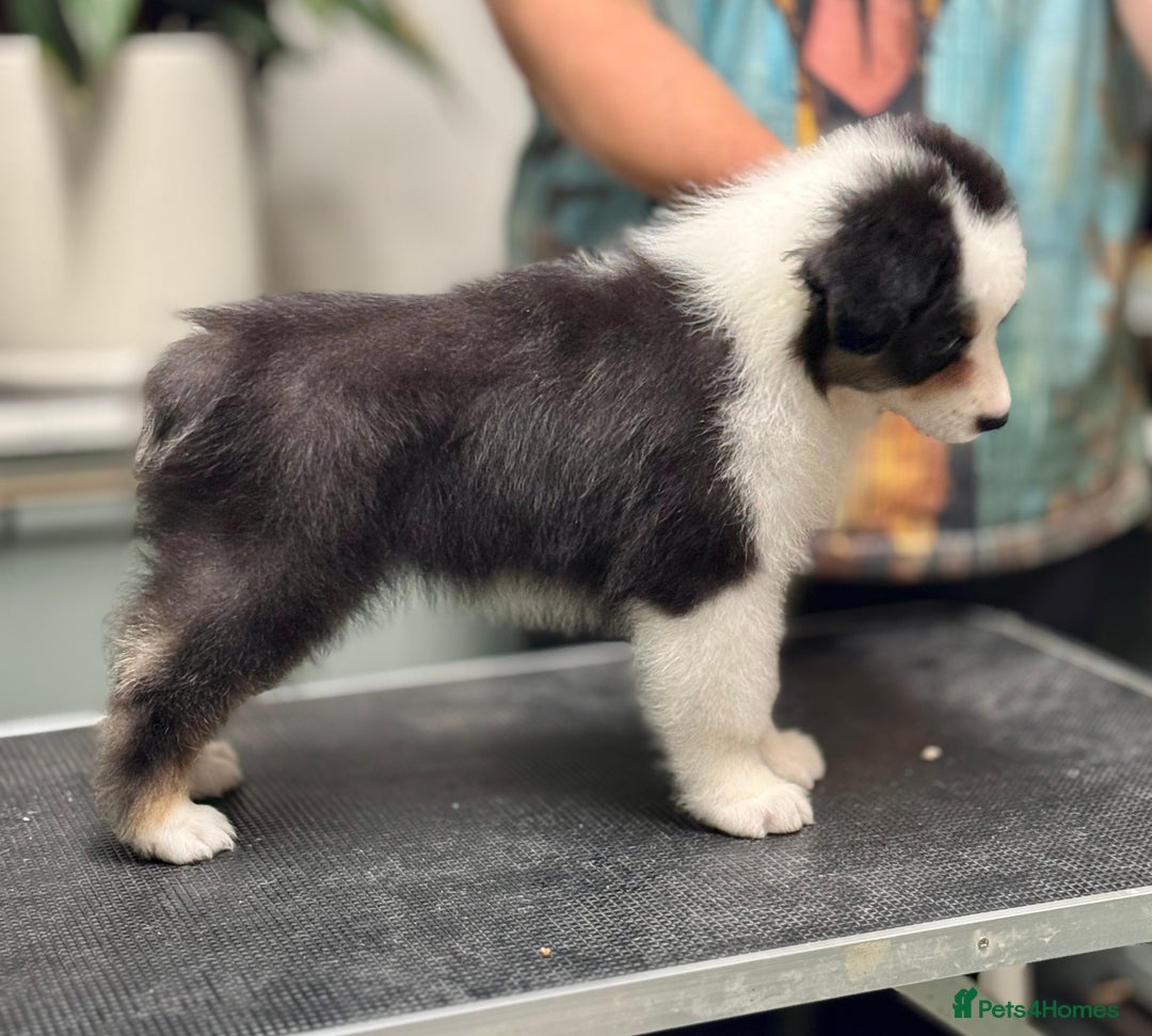 Australian Shepherd dogs for sale: Superbly Bred, Top Quality Pups - Advert 7