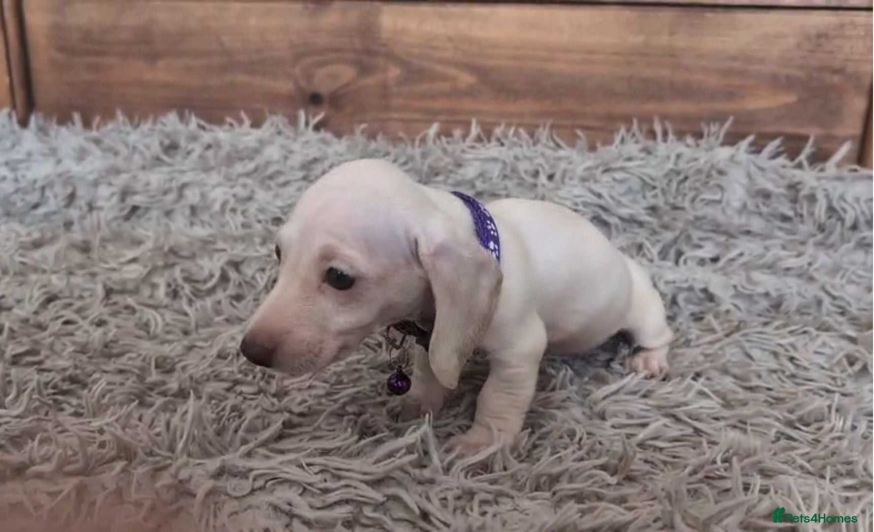 Miniature Dachshund dogs 🐾 Beautiful Miniature Dachshund Puppies 🐾 - Advert 1