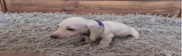Miniature Dachshund dogs for sale: 🐾 Beautiful Miniature Dachshund Puppies 🐾 - Advert 15