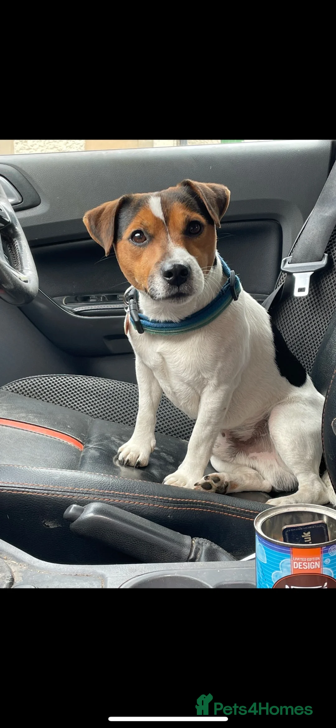 Jack Russell dogs for stud: Jack Russell Stud  in Ashbourne - Advert 4