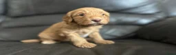 Australian Labradoodle dogs for sale: 💕Cutest Australian Labradoodle Puppies💕 - Advert 15