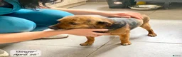 Mixed Breed dogs for adoption: Tiny Gordon 6-7 kg  AVAILABLE FOR ADOPTION  in Brixham - Advert 16