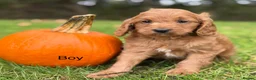 Cavapoo dogs for sale: Cavapoo, Ready Halloween 🎃  - Advert 1
