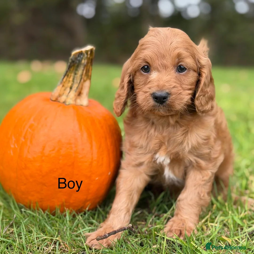 Cavapoo dogs for sale: Cavapoo, Ready Halloween 🎃  - Advert 1