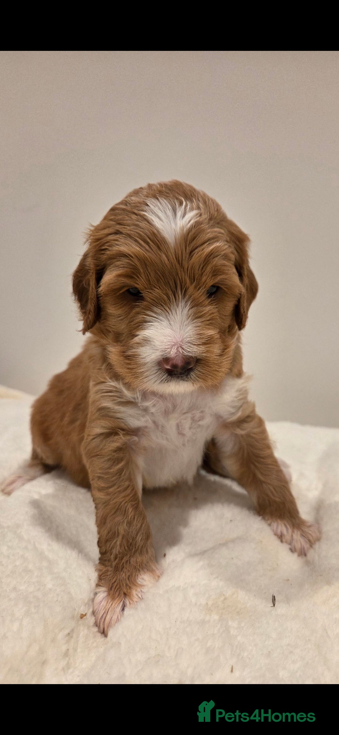Australian Labradoodle dogs for sale: Australian Labradoodle Puppies  - Image 2