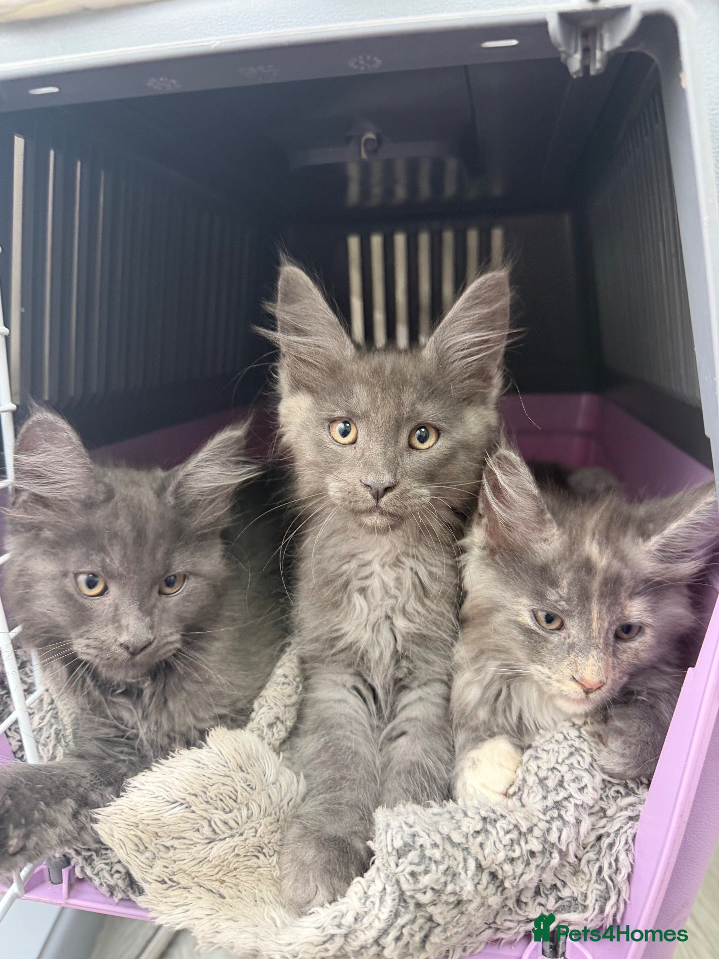 Maine Coon cats for sale: Pedigree, GCCF Registered Main Coone Kittens  - Advert 10