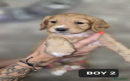 Cocker Spaniel dogs for sale: Beautiful golden cocker spaniel puppies  - Image 6