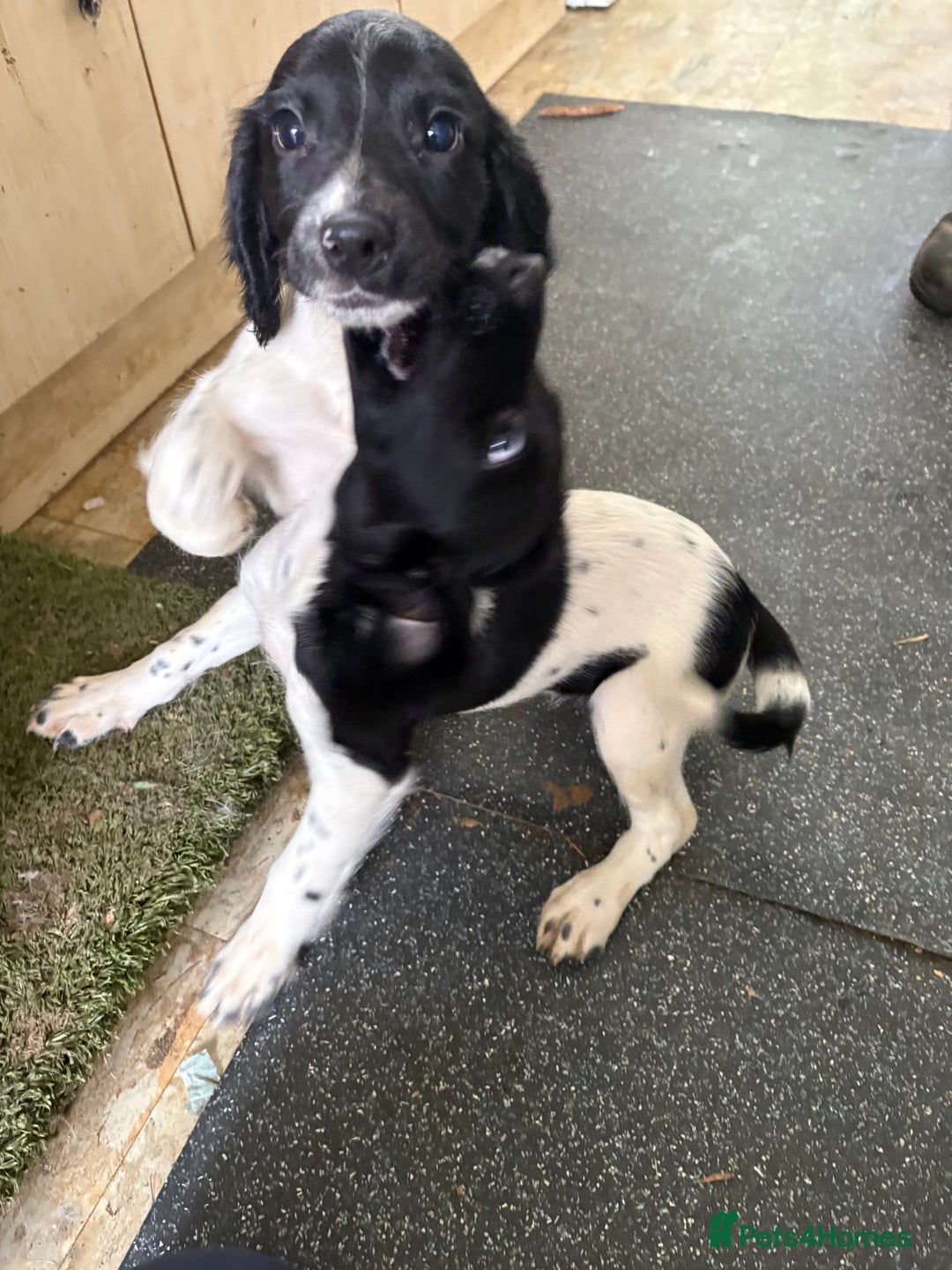 English Springer Spaniel dogs for sale: KC Registered English springer spaniel puppies. - Image 32