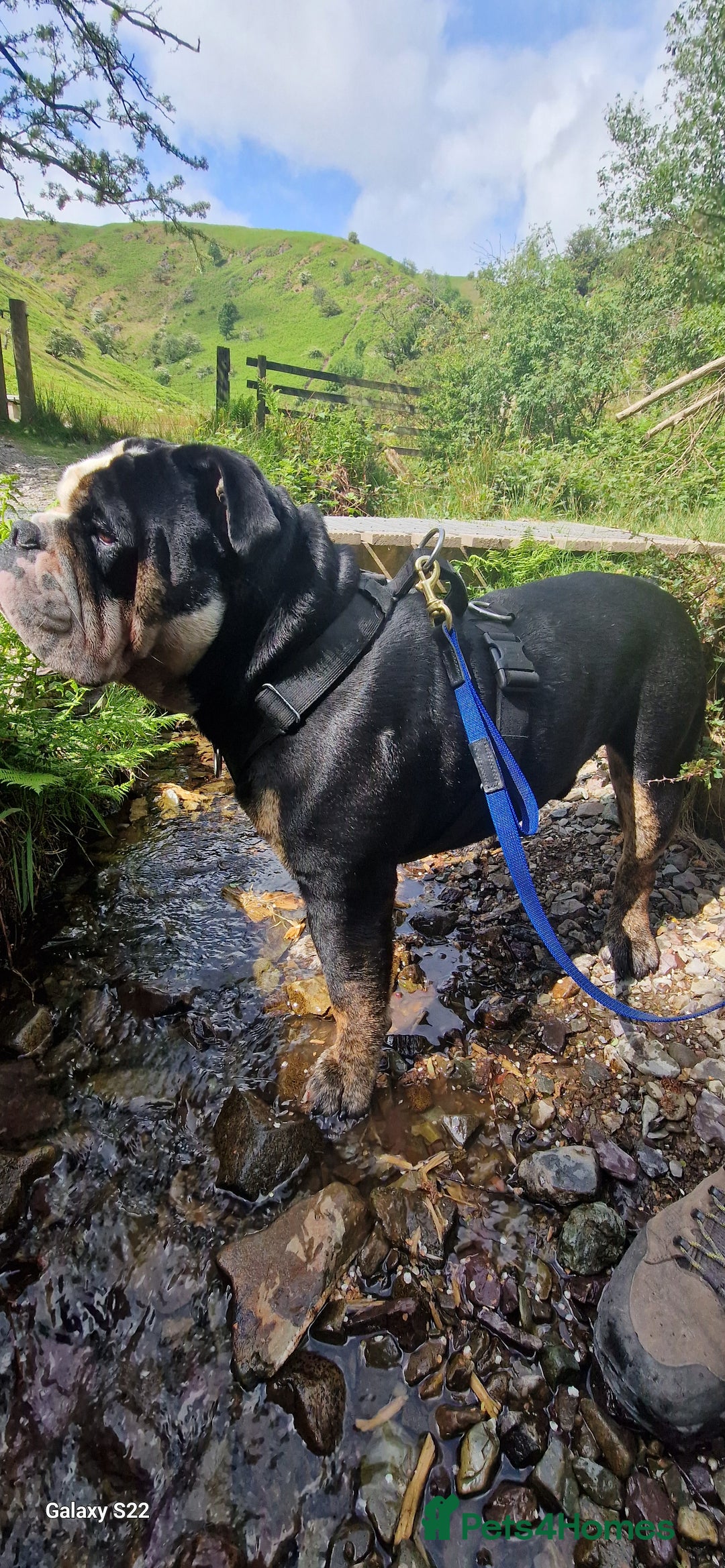 Olde English Bulldogge dogs for stud: Vinnie the olde english bulldogge - Advert 14