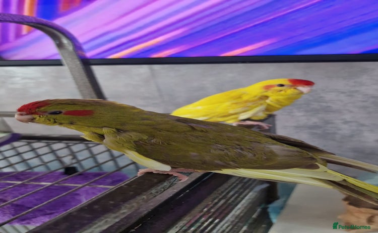 Parakeets birds - Advert 1