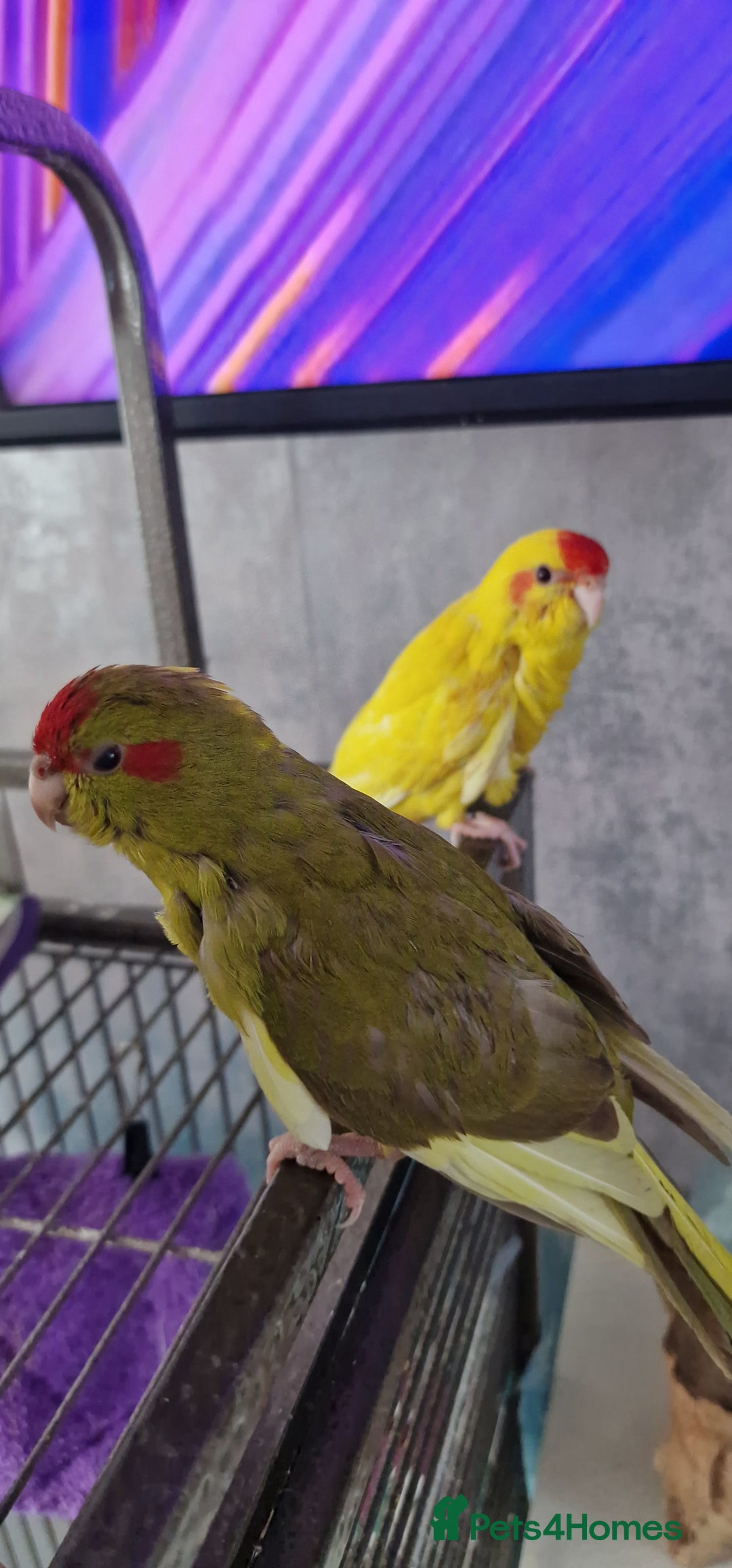 Parakeets birds for sale: Hand reared Kakarikis - Image 1