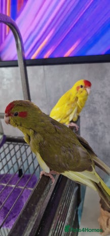 Parakeets birds - Advert 6