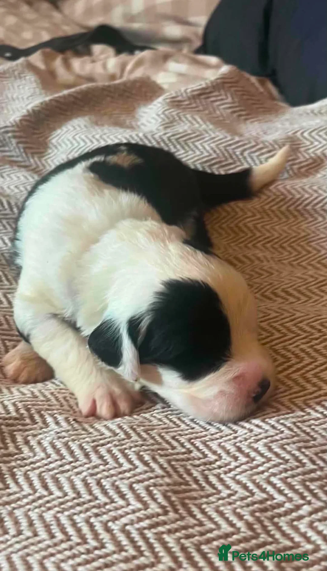Old English Sheepdog dogs for sale: Old English Saints  - Advert 2