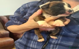 Boxer dogs for sale: 🌟KC REG BOBTAIL BOXER PUPS🌟 - Image 31