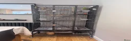 Budgerigars birds for sale: Three Budgies in Bradford - Advert 1