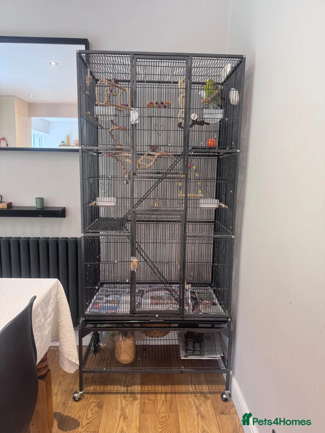 Budgerigars birds for sale: Three Budgies in Bradford - Advert 1