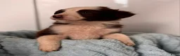 Border Collie dogs for sale: Border collie pups in Southampton - Advert 7
