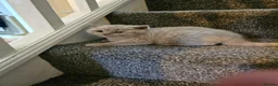 British Shorthair cats for sale: British shorthair kittens for reservations.  - Advert 9