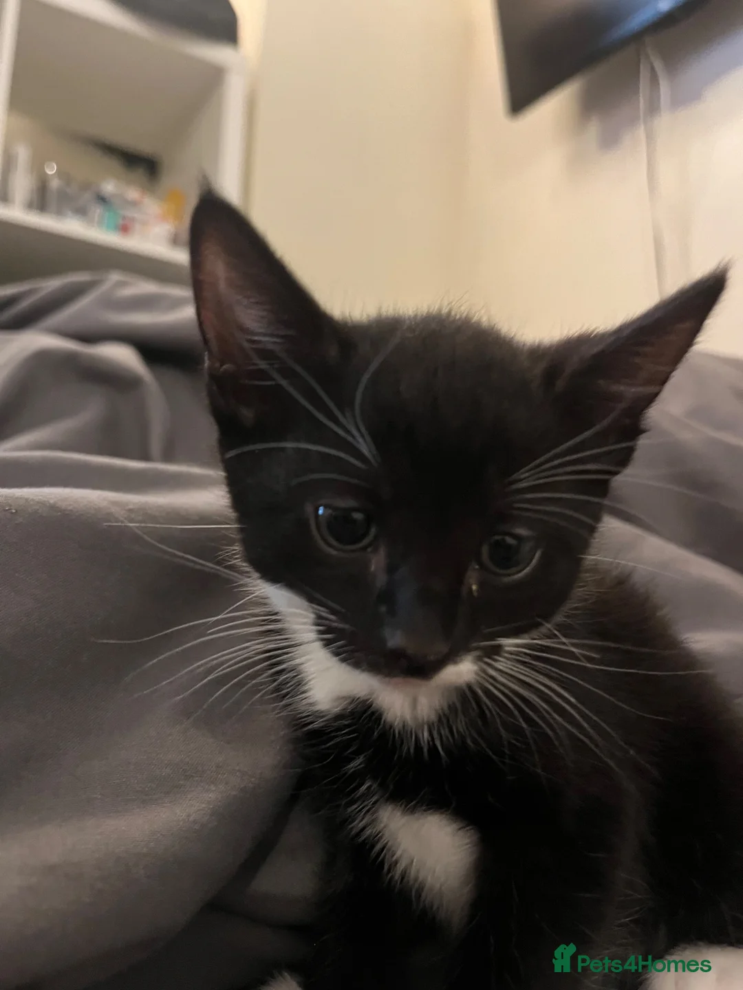British Shorthair cats for sale: Almost 7 week old kitten looking for future home in Leeds - Advert 4