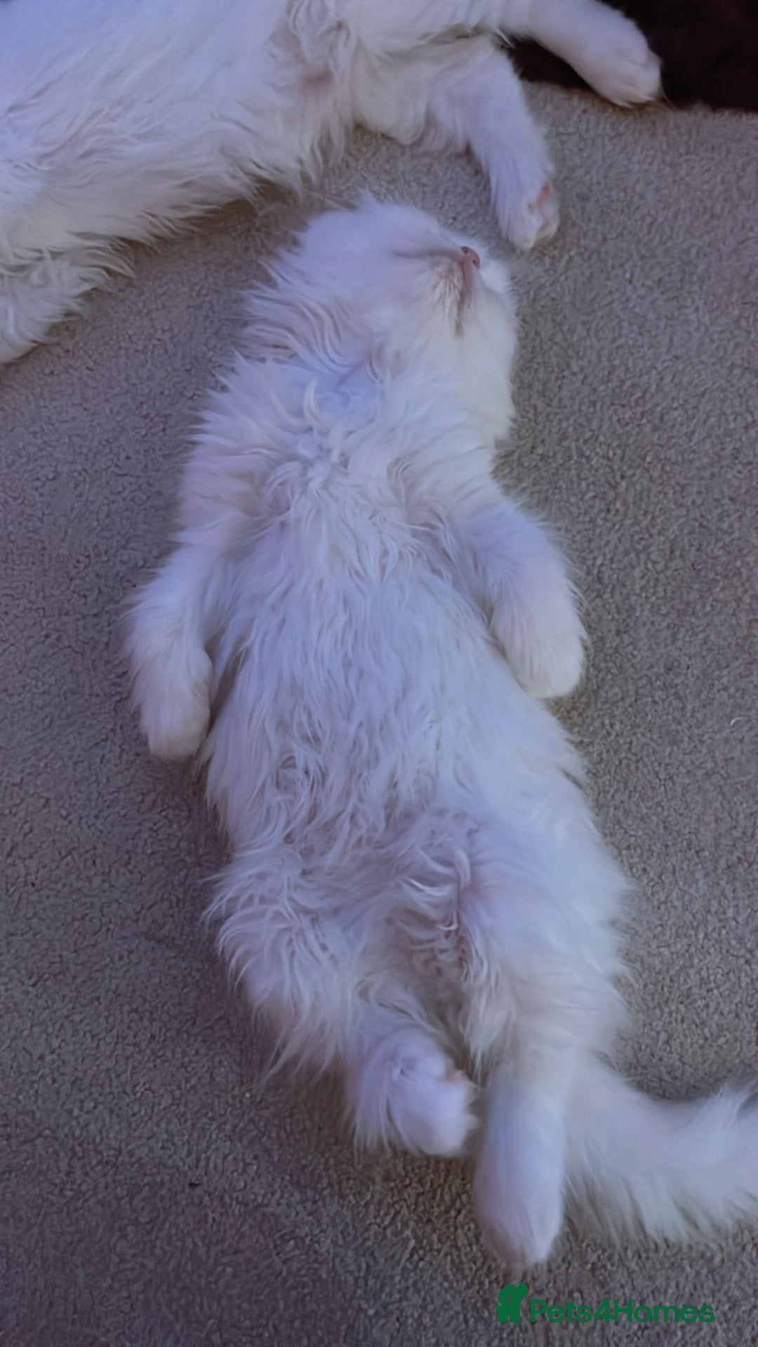 Persian cats for sale: ☆🕯️🏮 🍃Persian doll face kitten - ready now  - Advert 14