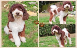 Poodle dogs for stud: FULLY HEALTH TESTED MOYEN POODLE STUD! in Kettering - Image 2