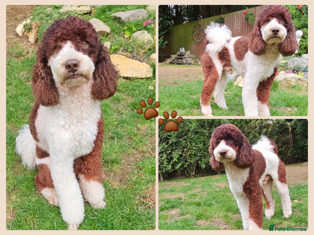 Poodle dogs for stud: FULLY HEALTH TESTED MOYEN POODLE STUD! in Kettering - Image 2