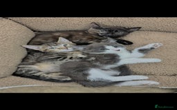 Mixed Breed cats for sale: LOVELY KITTENS  - Advert 1