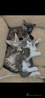Mixed Breed cats LOVELY KITTENS - Advert 15